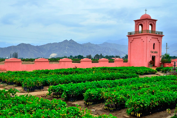 Ica: Región de viñedos