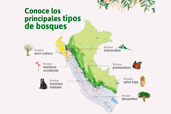 Invaluable recurso: El mundo de los bosques
