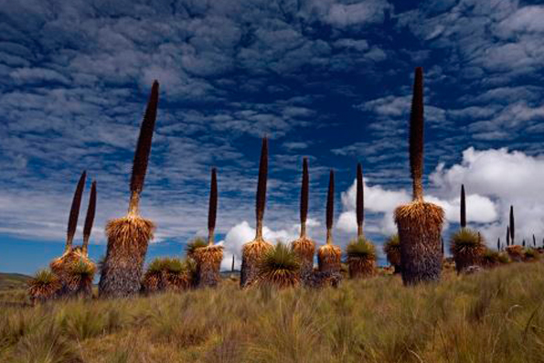 Invaluable recurso: El mundo de los bosques