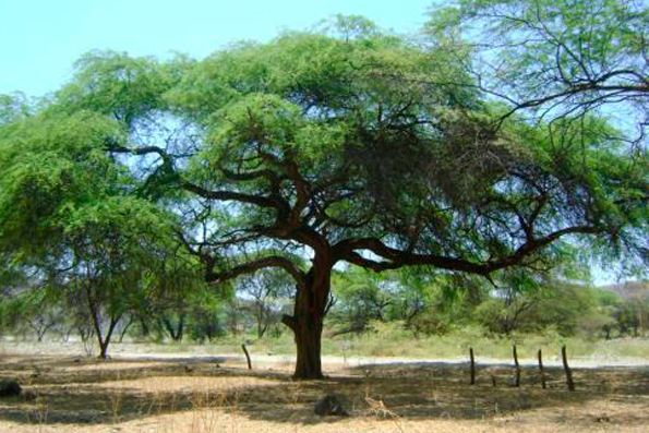 Invaluable recurso: El mundo de los bosques