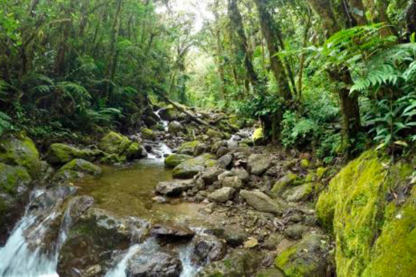 Invaluable recurso: El mundo de los bosques