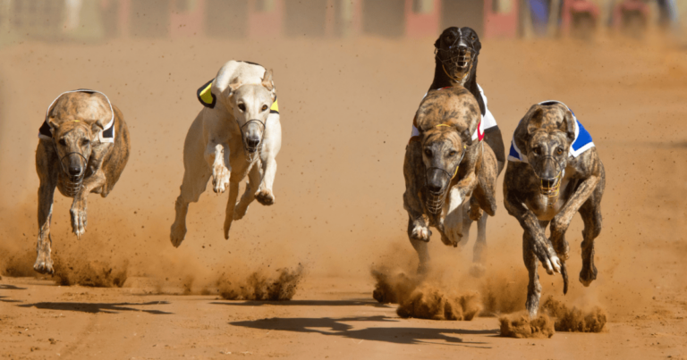 Gales carreras de galgos - Revista Casino Perú