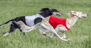 Escocia carrera de galgos - Revista Casino Perú