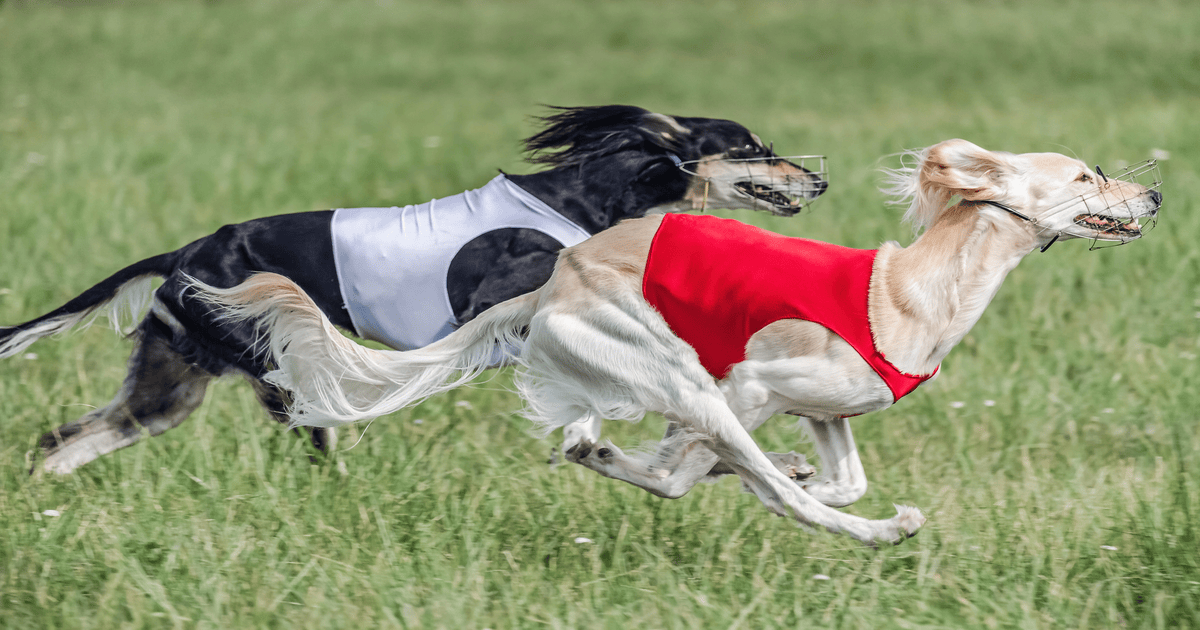 Escocia carrera de galgos - Revista Casino Perú